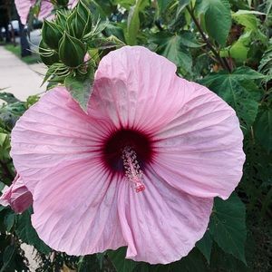 Meet your Posher, Liz